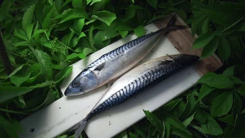 Raw scomber fish lies on the board in the greens outside, meals with fish Stock Footage 77578450