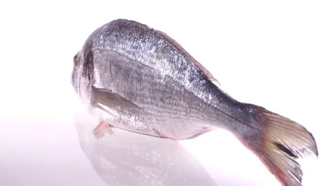 Raw Sea Bream Fish turn around isolated on white Background Stock Footage 195525771