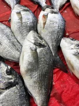 Raw sea bream Stock Photos