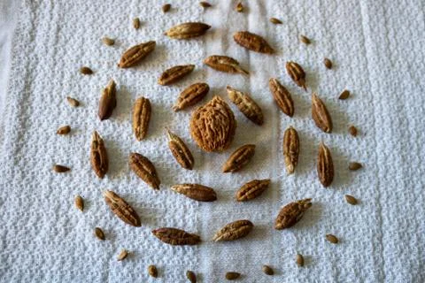 Raw Seed Pattern Background Stock Photos