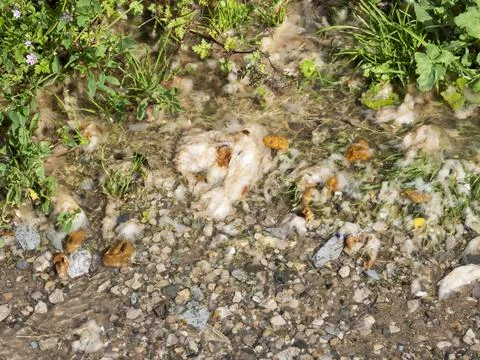 Raw sewage flowing down a path from a blocked sewer pipe in Ambleside, Lake D Stock Photos