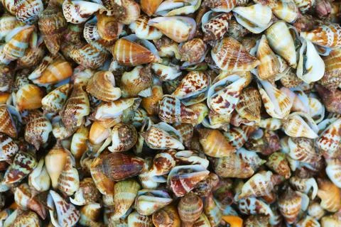 Raw shells background Stock Photos