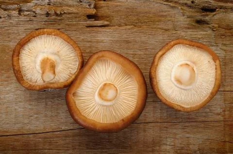 Raw shiitake mushroom Stock Photos