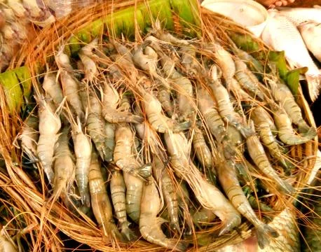 Raw Shrimp fish Stock Photos