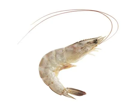 Raw shrimp Stock Photos
