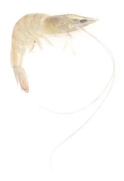 Raw shrimp Stock Photos