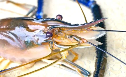 Raw shrimp Stock Photos