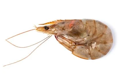 Raw shrimp Stock Photos