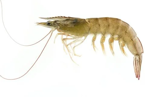 Raw shrimp 스톡 사진