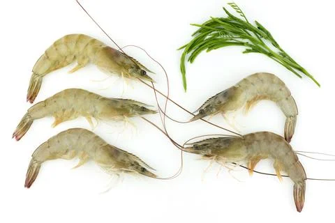 Raw shrimp Stock Photos