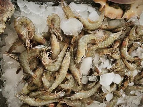 Raw shrimp piled together at a market, showcasing their natural pale-grey col Stock Photos