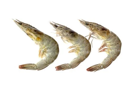 Raw shrimp on a white background Stock Photos