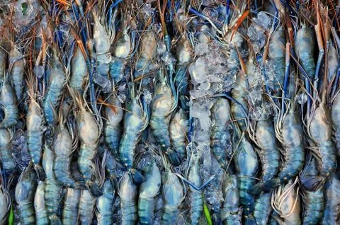 Raw shrimps Stock Photos