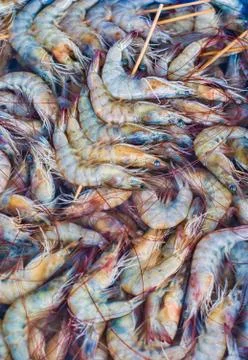 Raw shrimps Stock Photos