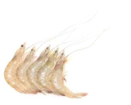 Raw shrimps Stock Photos