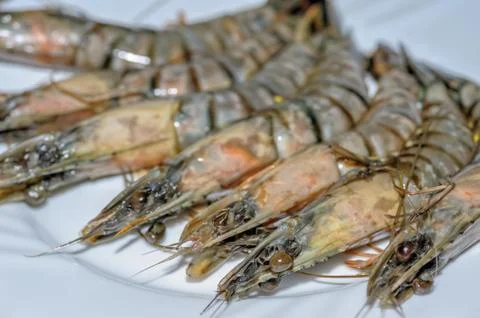 Raw shrimps Stock Photos