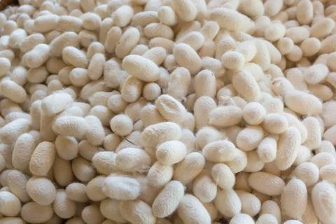 Raw Silk Cocoons Stock Photos