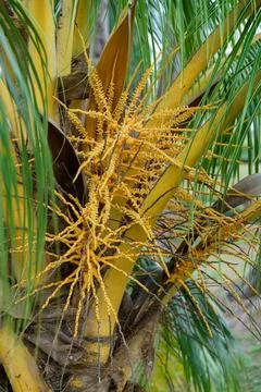 Raw small dates. Palm tree close up fruit. Stock Photos