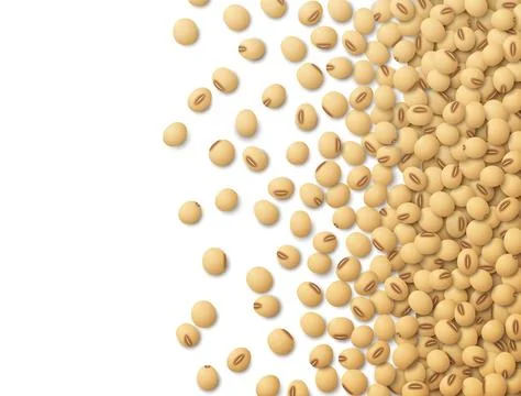Raw soybeans scattered on right side of artboard, top view Stock Illustration