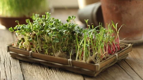 Raw sprouts, micro greens, seed germination at home. Stock Footage 147074193