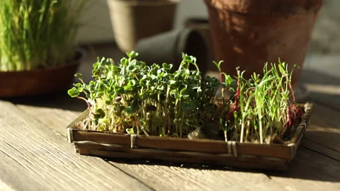 Raw sprouts, micro greens, seed germination at home. Stock Footage 147074198