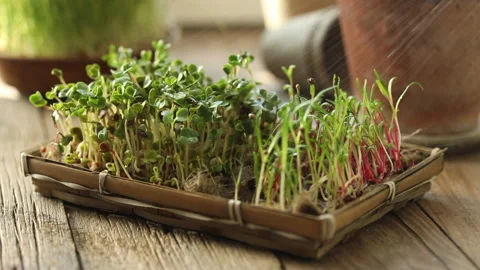 Raw sprouts, micro greens, seed germination at home. Stock Footage 147074534