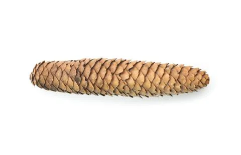 Raw spruce cone. Isolated Stock Photos