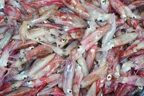 Raw squid background Stock Photos