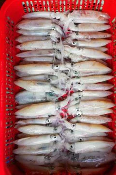 Raw squid background Stock Photos