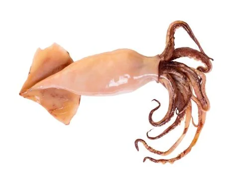 Raw squid close-up Foto stock