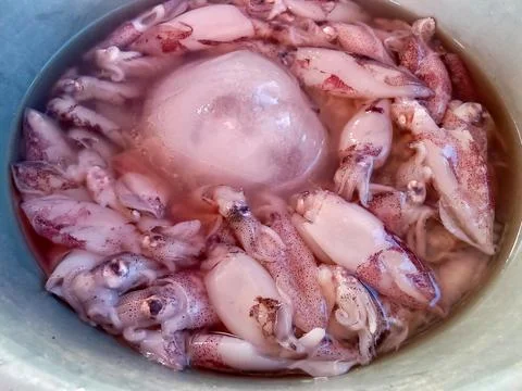 Raw squid in a container with ice cubes. Фото