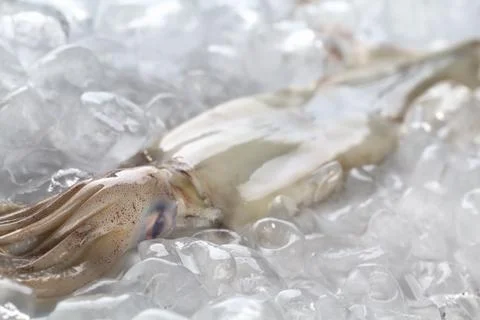 Raw squid on ice Stock Photos