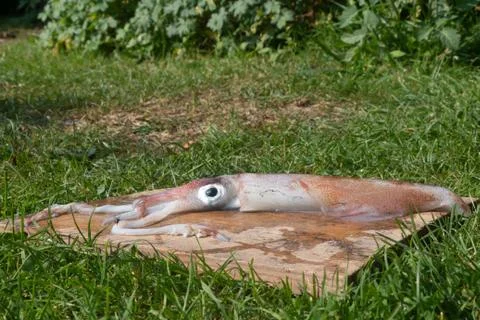 Raw squid Stock Photos