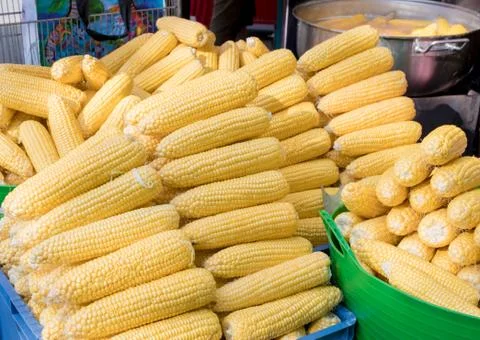 Raw stack of corncob sweet corn in sunshine. Corn on the cob outside. Foto stock