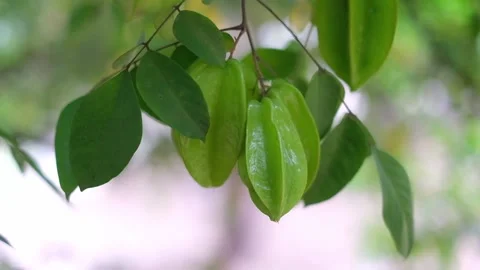 Raw star fruit on the tree Stock Footage 224461555