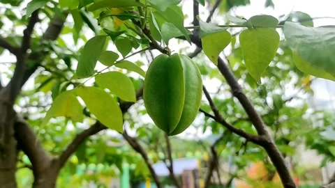 Raw starfruit on a tree Stock Footage 232980540