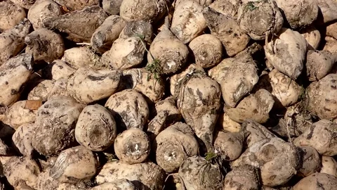 Raw sugar beet ready to be processed, large quantities of sugar beet stocked  Stock Footage 166704685