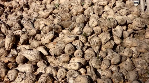 Raw sugar beet ready to be processed, large quantities of sugar beet stocked  Stock Footage 166704710