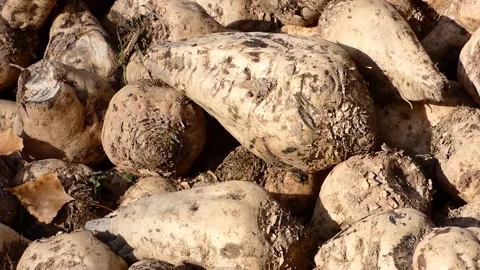 Raw sugar beet ready to be processed, large quantities of sugar beet stocked  Stock Footage 166704770