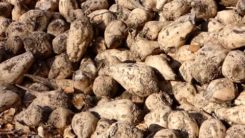 Raw sugar beet ready to be processed, large quantities of sugar beet stocked  Stock Footage 166704795