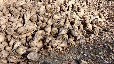 Raw sugar beet ready to be processed, large quantities of sugar beet stocked  Stock Footage 166704801