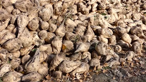 Raw sugar beet ready to be processed, large quantities of sugar beet stocked  Stock Footage 166704817
