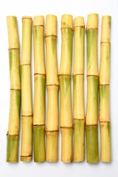 Raw sugar cane Stock Photos