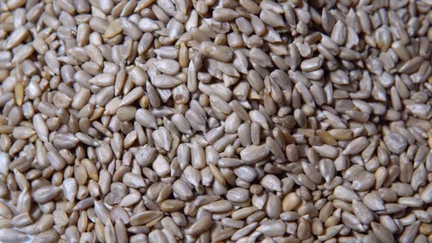Raw sunflower kernels. Shelled sunflower seeds Stock Footage 101118727