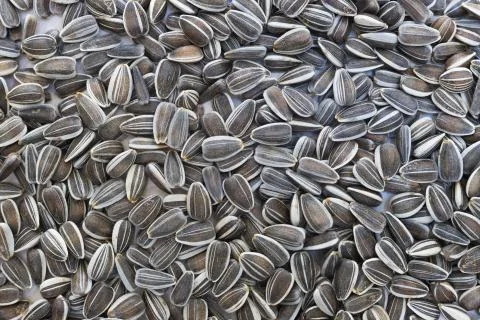 Raw sunflower seeds close up Stock Photos