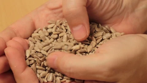 Raw sunflower seeds Stockbeeldmateriaal 121263563