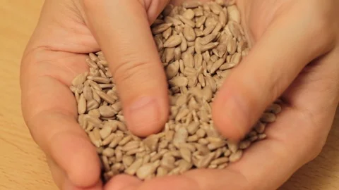 Raw sunflower seeds Stockbeeldmateriaal 121263609