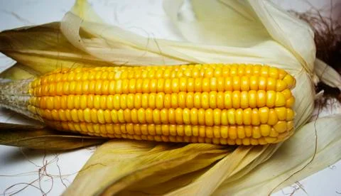 Raw sweet corn on blurred background with dried leaves 库存照片