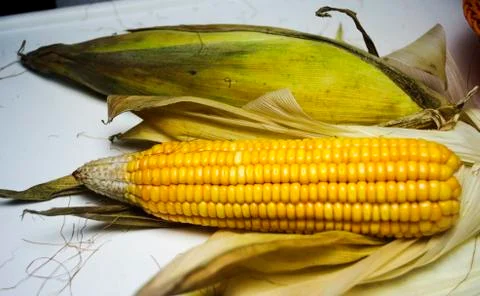 Raw sweet corn on blurred background with dried leaves Stock Photos