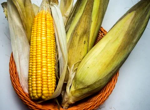 Raw sweet corn on blurred background with dried leaves 库存照片